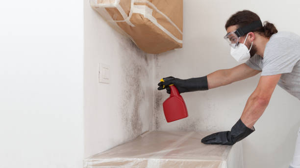 Professional Mold Remediation technician working in Enetai, WA
